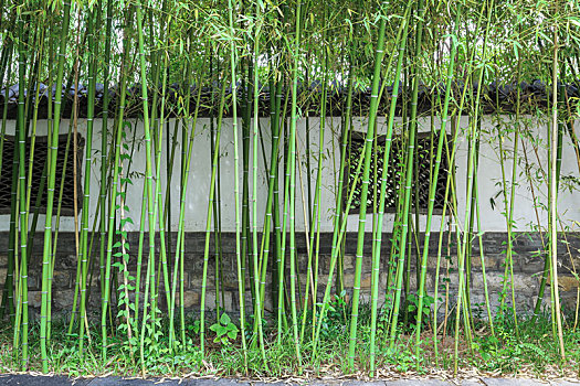 绿竹后面的灰砖漏窗园林墙,济南大明湖公园辛稼轩纪念祠内