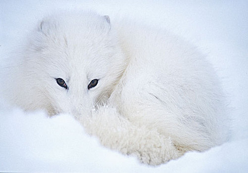 北极狐,卷曲,向上,温暖,雪地