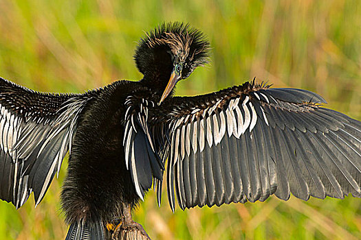 雄性,美洲蛇鸟,婚羽,小路,大沼泽地国家公园,佛罗里达,美国