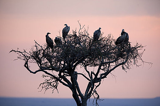 秃鹰,马赛马拉,肯尼亚