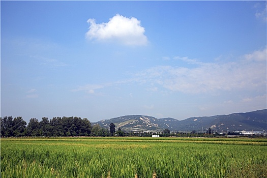 山东省日照市,千亩稻田绿浪翻滚,市民带孩子打卡展望丰收年