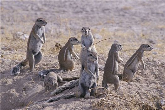 卡拉哈里沙漠,南非地松鼠
