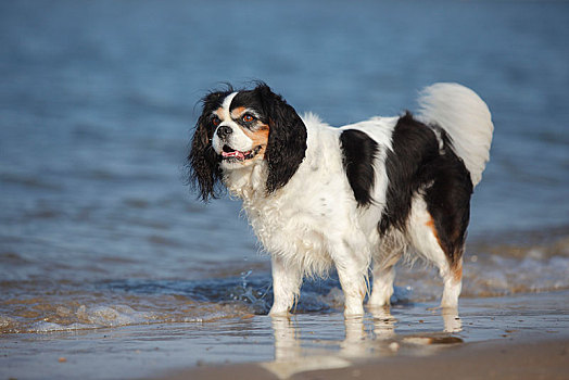 查尔斯王犬,三种颜色,母狗,站立,海滩,特塞尔,荷兰