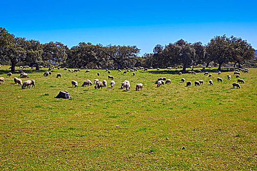 道路,绵羊,草地,埃斯特雷马杜拉,西班牙