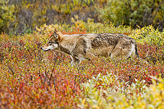 狼,走,彩色,叶子,德纳利国家公园和自然保护区,室内,阿拉斯加,秋天