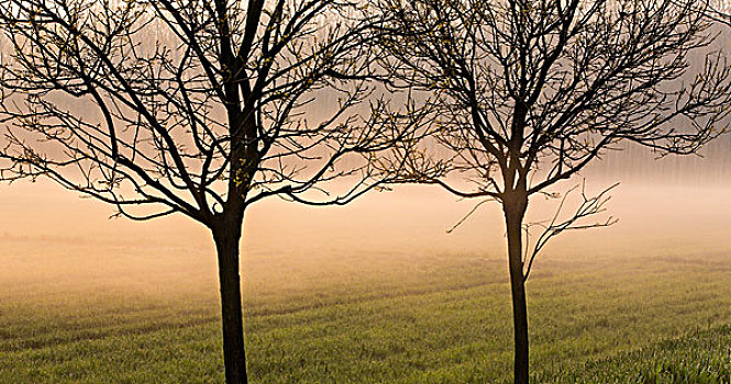 春雾中的树影