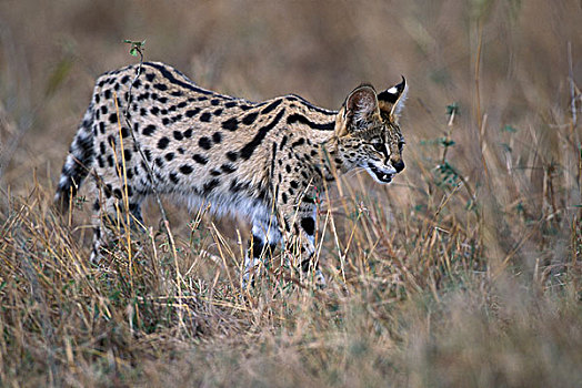 非洲,肯尼亚,马塞马拉野生动物保护区,薮猫,小,啮齿类动物,高,热带草原,草