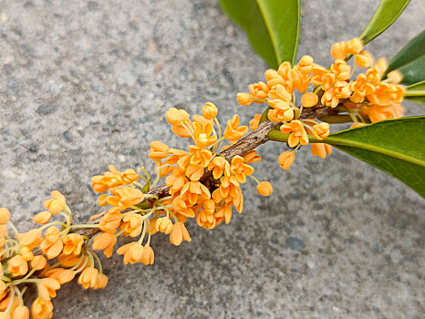 丹桂飘香,桂花