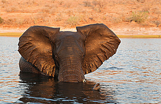 非洲象,雄性动物,乔贝,河,愤怒,靠近,船,摄影师,亮光,晚间,乔贝国家公园,博茨瓦纳,非洲