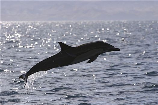 真海豚,海豚,跳跃,科特兹海,北下加利福尼亚州,墨西哥