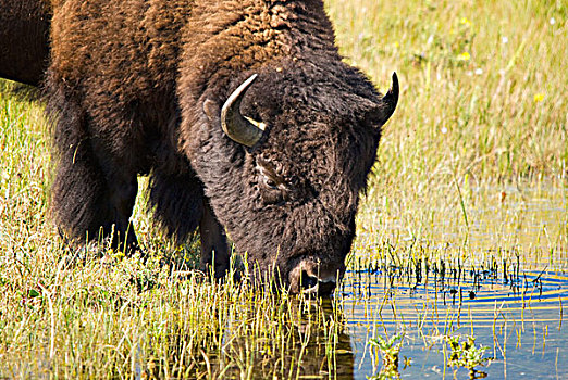 特写,野牛,喝,瓦特顿湖国家公园,艾伯塔省,加拿大
