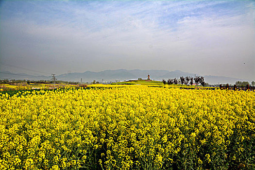 油菜花