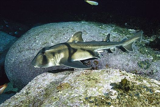 鲨鱼,一个,游动,新南威尔士,澳大利亚