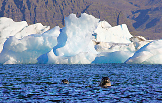 海豹,冰河,湖,正面,冰岛,欧洲