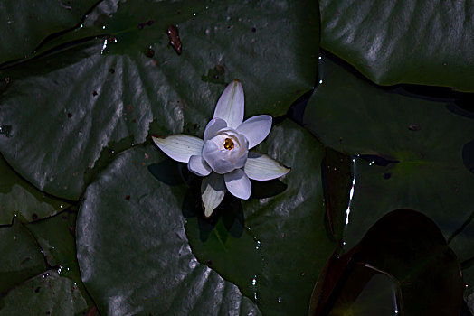 睡莲,莲花,金鱼,红鲫鱼