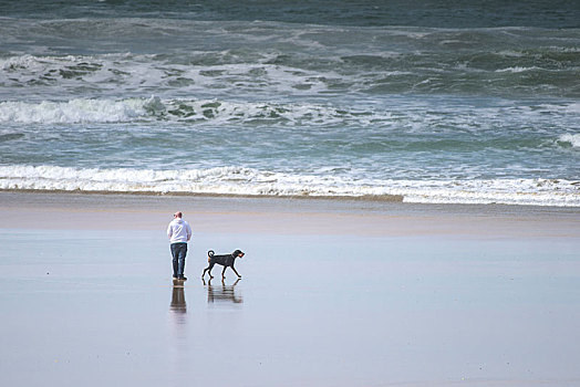 狗,物主,宠物,放松,海滩,康沃尔
