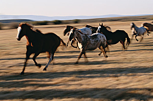 俄勒冈,牧场,跑,马,大幅,尺寸