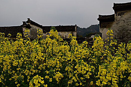 花海溢古村