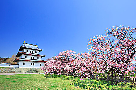 北海道,城堡,樱桃树