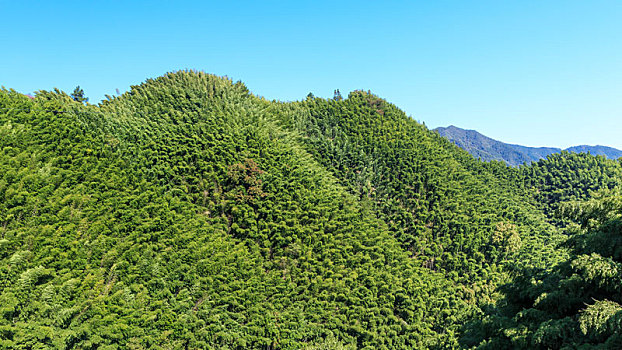 蓝天下绿竹覆盖的青山