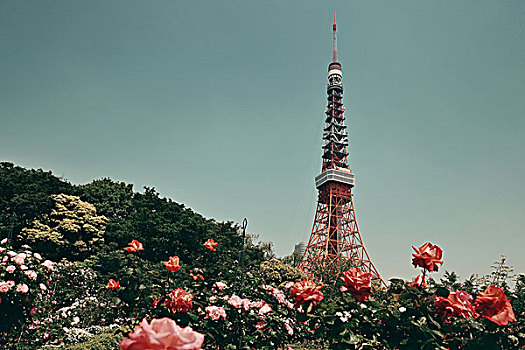 东京塔,城市,地标,花,日本