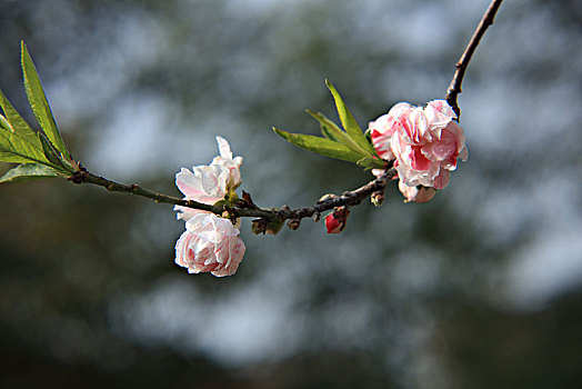 碧桃,千叶桃花,桃花