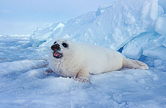 鞍纹海豹,琴海豹,幼仔,叫,母兽,冰原,岛屿,加拿大