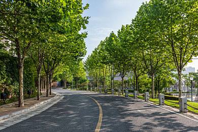 丰润林荫路图片