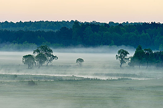 风景,晨雾,国家公园,波德拉谢省,波兰,欧洲