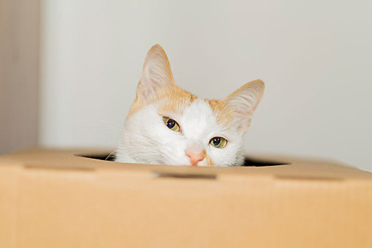 黄色的家猫在箱子里玩的照片