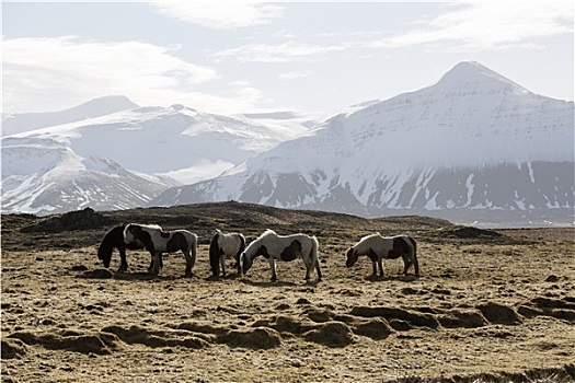 牧群,冰岛马,春天