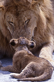 狮子,吻,幼兽,非洲