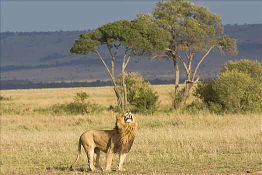 狮子,向上,气味,雌狮,大草原,马赛马拉,肯尼亚,东非