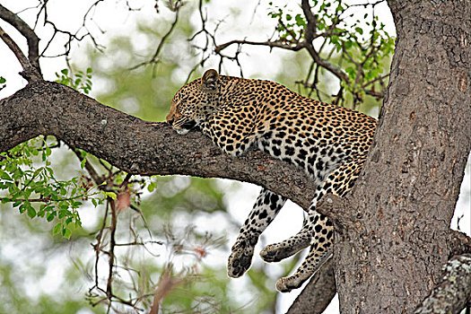 豹,成年,睡觉,树,萨比萨比酒店,克鲁格国家公园,南非