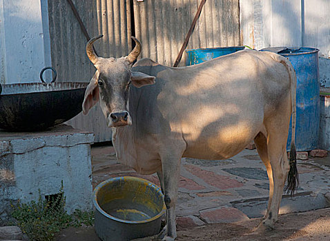母牛,拉贾斯坦邦,印度