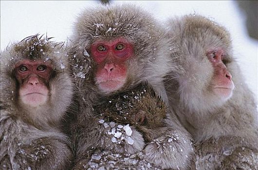 雪猴,日本猕猴,本州,动物