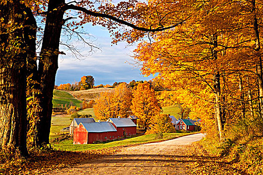秋天,早晨,农场,靠近,南,佛蒙特州,美国