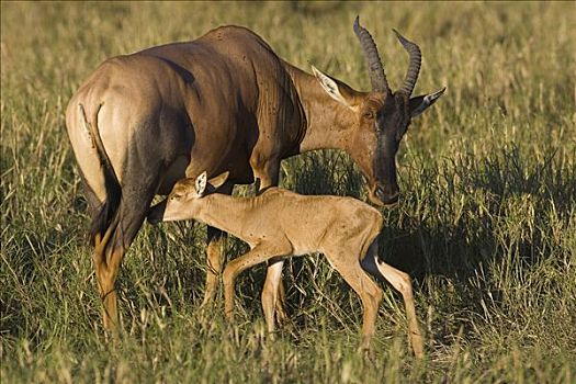转角牛羚,母亲,2天大,小马,哺乳,马赛马拉,肯尼亚
