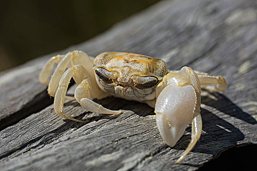 特写,螃蟹,木头,新南威尔士,澳大利亚