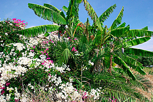 花,棕榈树,凯法利尼亚岛,希腊