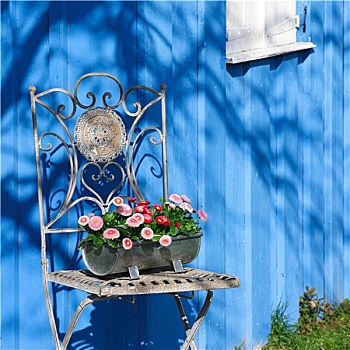 花园椅,雏菊