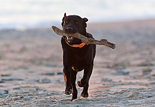 黑色拉布拉多犬,跑,棍,海滩,西班牙