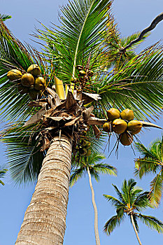 棕榈树,椰树,椰,多米尼加共和国,加勒比海