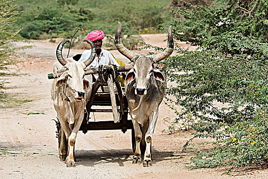 牛,拉拽,手推车,途中,拉贾斯坦邦,印度,亚洲