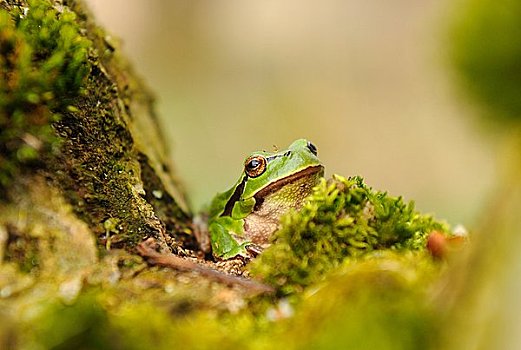 欧洲树蛙,无斑雨蛙,坐,林中地面