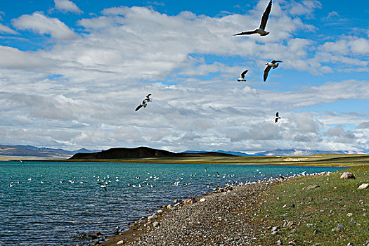 西藏阿里地区洞错棕头鸥群