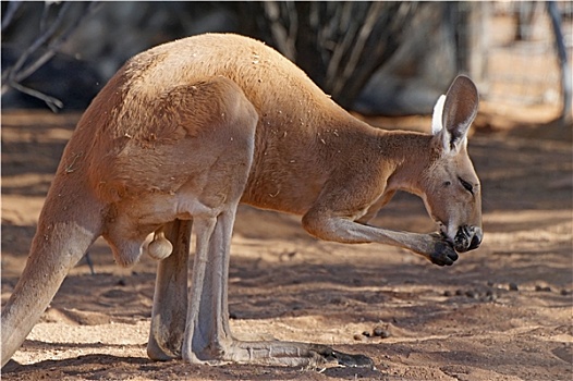 红袋鼠,澳大利亚