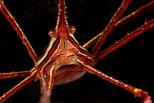 箭蟹,富埃特文图拉岛,加纳利群岛,水下