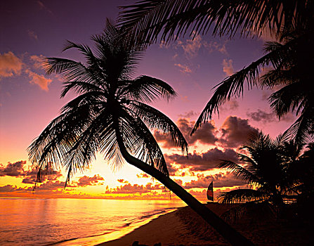 热带海岛,棕榈树,马累环礁,马尔代夫,印度洋