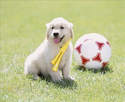 金毛猎犬,小狗,足球,地点